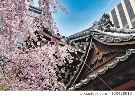 Kyoto Shiunzan Chohoji Temple Rokkakudo Beautiful weeping cherry blossoms in full bloom (Nakagyo Ward, Kyoto City) Kyoto Shiunzan Chohoji Temple Rokkakudo Beautiful weeping cherry blossoms in full bloom (Nakagyo Ward, Kyoto City) 120488916