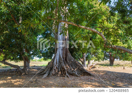 Twisted Roots of a Baobab Tree, Madagascar. 120488985