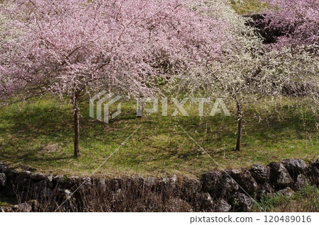 Riverside plum blossoms (Shinshiro City, Aichi Prefecture) 120489016