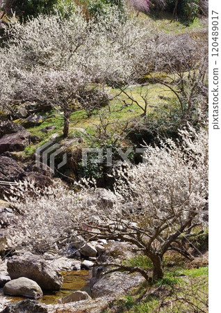 Riverside plum blossoms (Shinshiro City, Aichi Prefecture) Riverside plum blossoms (Shinshiro City, Aichi Prefecture) 120489017