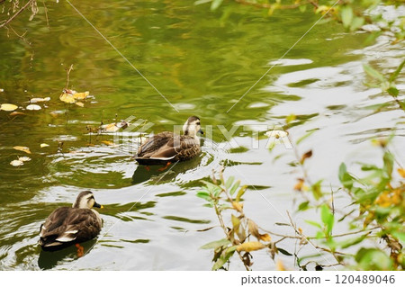 The back view of a cute duck swimming in the river The back view of a cute duck swimming in the river 120489046