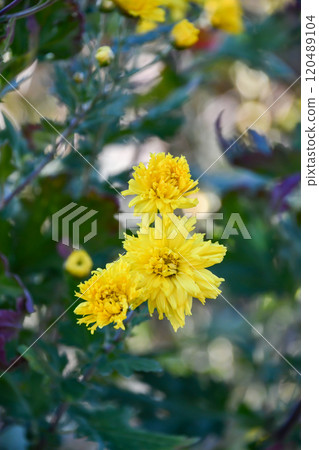 Sakamotogiku (edible chrysanthemum) Sakamotogiku (edible chrysanthemum) 120489104