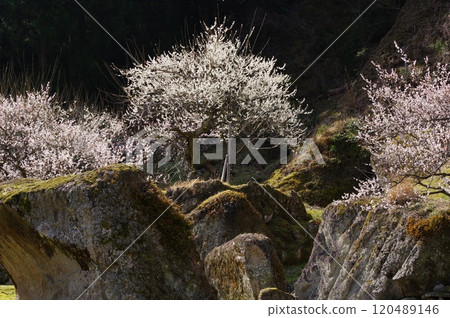 Riverside plum blossoms (Shinshiro City, Aichi Prefecture) 120489146