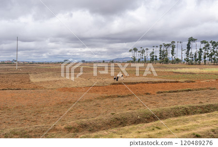 Farmers and Cattle Working in Fields Near Isalo National Park, Madagascar. 120489276