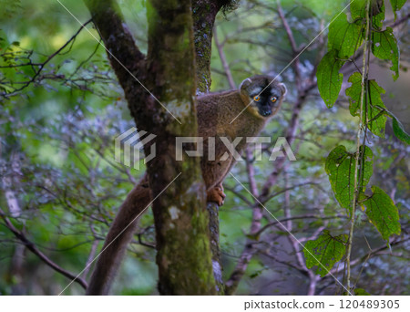 Brown Lemur in Ranomafana National Park, Madagascar. Brown Lemur in Ranomafana National Park, Madagascar. 120489305