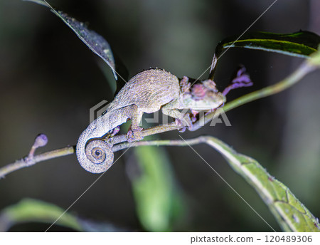 Tiny Brookesia Micra Chameleon Perched on a Twig in Madagascar. Tiny Brookesia Micra Chameleon Perched on a Twig in Madagascar. 120489306