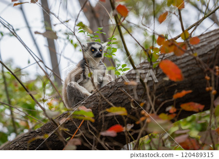 Ring-Tailed Lemur on a Tree Branch in Isalo National Park, Madagascar. 120489315
