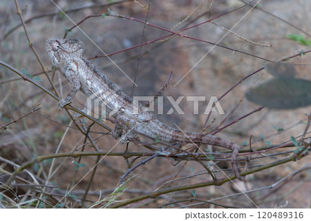 Furcifer oustaleti Chameleon on Branch in Isalo National Park, Madagascar. 120489316