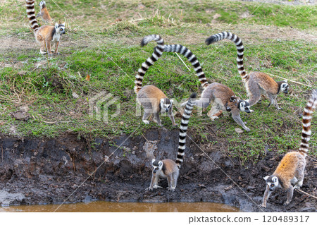 Ring-tailed Lemurs Drinking Water at Dawn in Isalo National Park, Madagascar. Ring-tailed Lemurs Drinking Water at Dawn in Isalo National Park, Madagascar. 120489317