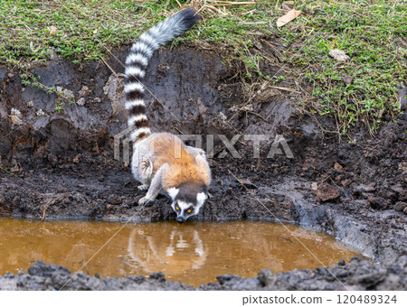 Ring-Tailed Lemurs Drinking Water in Isalo National Park, Madagascar. 120489324