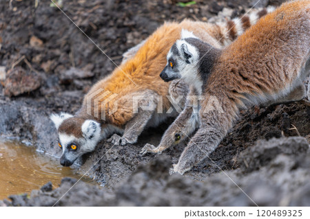 Ring-tailed Lemurs Drinking Water at Dawn in Isalo National Park, Madagascar. Ring-tailed Lemurs Drinking Water at Dawn in Isalo National Park, Madagascar. 120489325