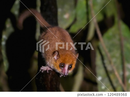 Cute Mouse Lemur on a Branch at Night in Ranomafana National Park, Madagascar. Cute Mouse Lemur on a Branch at Night in Ranomafana National Park, Madagascar. 120489368