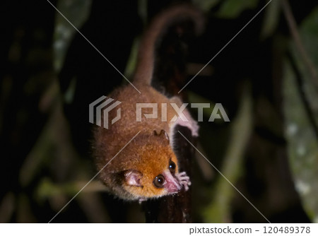 Adorable Mouse Lemur Clinging to a Branch in Madagascar. Adorable Mouse Lemur Clinging to a Branch in Madagascar. 120489378