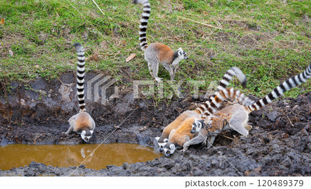 Ring-tailed Lemurs Drinking Water at Dawn in Isalo National Park, Madagascar. Ring-tailed Lemurs Drinking Water at Dawn in Isalo National Park, Madagascar. 120489379