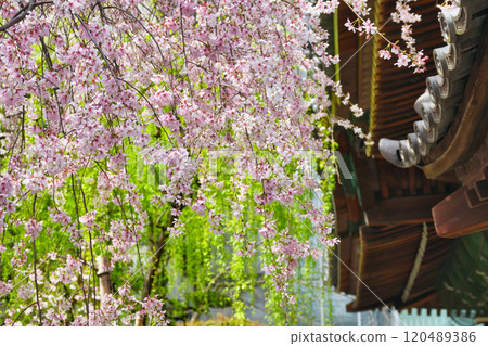 Kyoto Shiunzan Chohoji Temple Rokkakudo Beautiful weeping cherry blossoms in full bloom (Nakagyo Ward, Kyoto City) Kyoto Shiunzan Chohoji Temple Rokkakudo Beautiful weeping cherry blossoms in full bloom (Nakagyo Ward, Kyoto City) 120489386