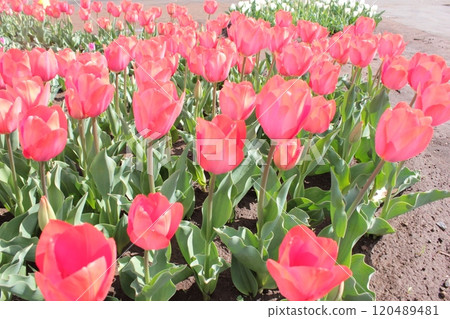 ～ Tulip ～ ◦◦◦◦Red tulips ◦◦◦◦ 120489481