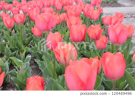 ~ Tulip ~ ◦◦◦◦Red tulips ◦◦◦◦ ~ Tulip ~ ◦◦◦◦Red tulips ◦◦◦◦ 120489496