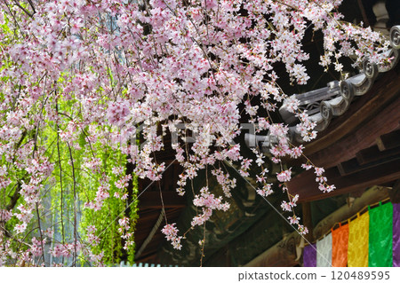 Kyoto Shiunzan Chohoji Temple Rokkakudo Beautiful weeping cherry blossoms in full bloom (Nakagyo Ward, Kyoto City) Kyoto Shiunzan Chohoji Temple Rokkakudo Beautiful weeping cherry blossoms in full bloom (Nakagyo Ward, Kyoto City) 120489595