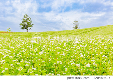 溫和七山 120489603