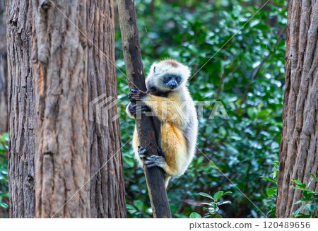 Verreaux's(Diademed) Sifaka Clinging to Tree in Andasibe Reserve, Madagascar. 120489656