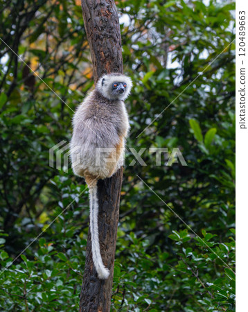Verreaux's(Diademed) Sifaka Clinging to Tree in Andasibe Reserve, Madagascar. 120489663
