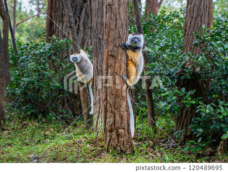 Verreaux's(Diademed) Sifakas Climbing Trees in Andasibe Reserve, Madagascar. 120489695