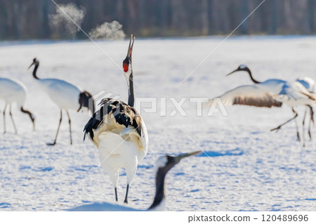 鈴聲蝴蝶 120489696