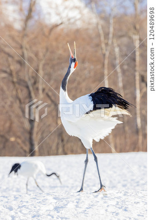 Ringing tongue butterfly 120489698