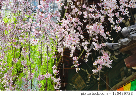 Kyoto Shiunzan Chohoji Temple Rokkakudo Beautiful weeping cherry blossoms in full bloom (Nakagyo Ward, Kyoto City) Kyoto Shiunzan Chohoji Temple Rokkakudo Beautiful weeping cherry blossoms in full bloom (Nakagyo Ward, Kyoto City) 120489728