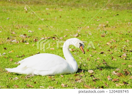 Beautiful swan resting in the grass Relaxing Beautiful swan resting in the grass Relaxing 120489745
