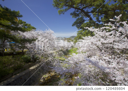 宿川公園（宿川河床綠地）的櫻花樹「日本櫻花名所百選」（久樂園口附近）/遠景：新綠的甲山 120489804
