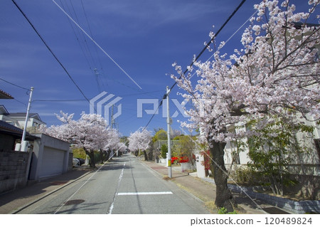A row of cherry blossom trees along the approach to Koshigane Shrine/Nishinomiya City, Hyogo Prefecture 120489824