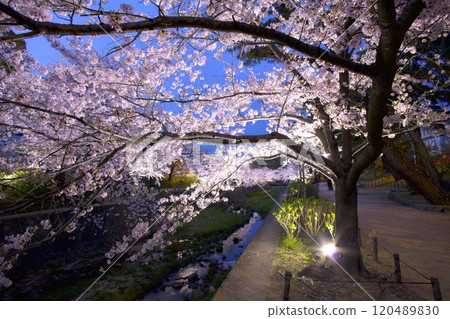 Shukugawa Park (Shukugawa Riverbed Green Space), night cherry blossoms reflected on the surface of the river, "One of Japan's Top 100 Cherry Blossom Spots" (near Kurakuen Entrance) 120489830