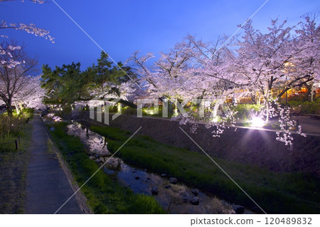 宿川公園（宿川河床綠地），倒映在河面上的夜櫻，日本賞櫻百選之一（久樂園口附近） 120489832