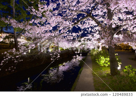Shukugawa Park (Shukugawa Riverbed Green Space), night cherry blossoms reflected on the surface of the river, "One of Japan's Top 100 Cherry Blossom Spots" (near Kurakuen Entrance) 120489833