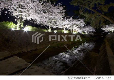 宿川公園(宿川河床綠地),倒映在河面上的夜櫻,日本賞櫻百選之一(久樂園口附近) 宿川公園(宿川河床綠地),倒映在河面上的夜櫻,日本賞櫻百選之一(久樂園口附近) 120489836
