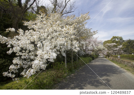 北山水庫的櫻花/六甲山山麓/兵庫縣西宮市 120489837