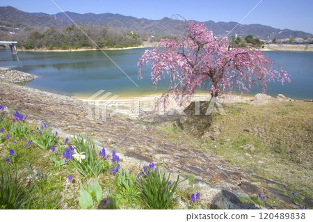 六甲山脈/兵庫縣西宮市北山水庫的雙紅垂枝櫻花和新綠 120489838