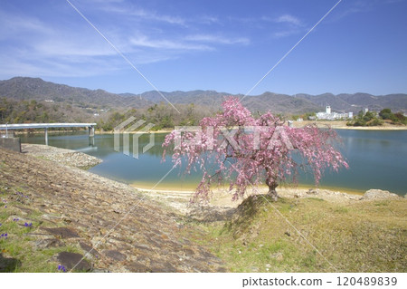Double-flowered red weeping cherry blossoms at Kitayama Reservoir and the fresh greenery of the Rokko Mountains/Nishinomiya City, Hyogo Prefecture 120489839