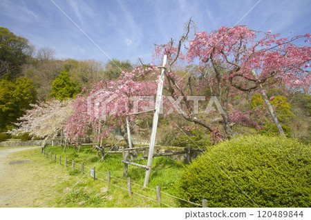 Kitayama Reservoir's Red and White Cherry Blossoms (double-flowered red weeping cherry and thread cherry) / Nishinomiya City, Hyogo Prefecture Kitayama Reservoir's Red and White Cherry Blossoms (double-flowered red weeping cherry and thread cherry) / Nishinomiya City, Hyogo Prefecture 120489844