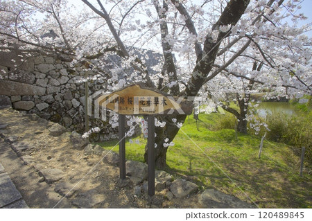 筱山城遺址的櫻花（大手門櫻花的標準樹）/兵庫縣丹波筱山市 120489845