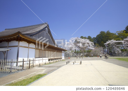 Cherry blossoms at the ruins of Sasayama Castle (Oshoin and Aoyama Shrine) / Tanba Sasayama City, Hyogo Prefecture 120489846