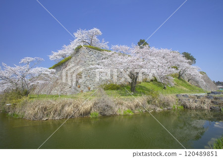 筱山城跡堀櫻/兵庫縣丹波筱山市 120489851