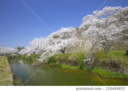 Cherry blossoms at the moat of Sasayama Castle ruins/Tanba Sasayama City, Hyogo Prefecture Cherry blossoms at the moat of Sasayama Castle ruins/Tanba Sasayama City, Hyogo Prefecture 120489855