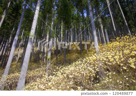 Mitsumata Colony in Hondani/Higashikawachi, Ichinomiya-cho, Shiso-shi, Hyogo Prefecture 120489877