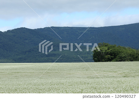 Soba field, buckwheat field, flowers in full bloom Soba field, buckwheat field, flowers in full bloom 120490327