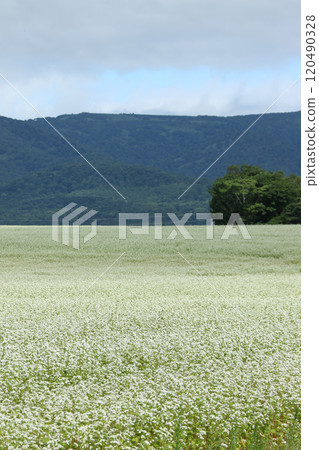 Soba field, buckwheat field, flowers in full bloom 120490328
