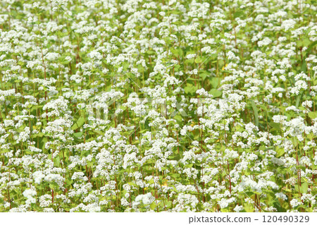 蕎麥田，蕎麥田，鮮花盛開 120490329