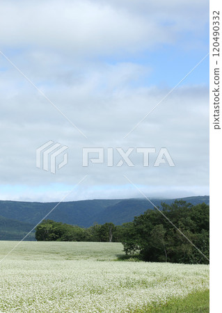 蕎麥田，蕎麥田，鮮花盛開 120490332