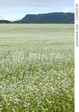 蕎麥田,蕎麥田,鮮花盛開 蕎麥田,蕎麥田,鮮花盛開 120490334